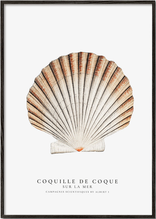 Seashell (coquille de coque) - Sealife Collection