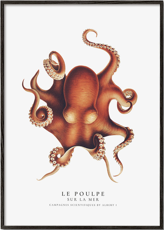 The Octopus (Le Poulpe) - Sealife Collection