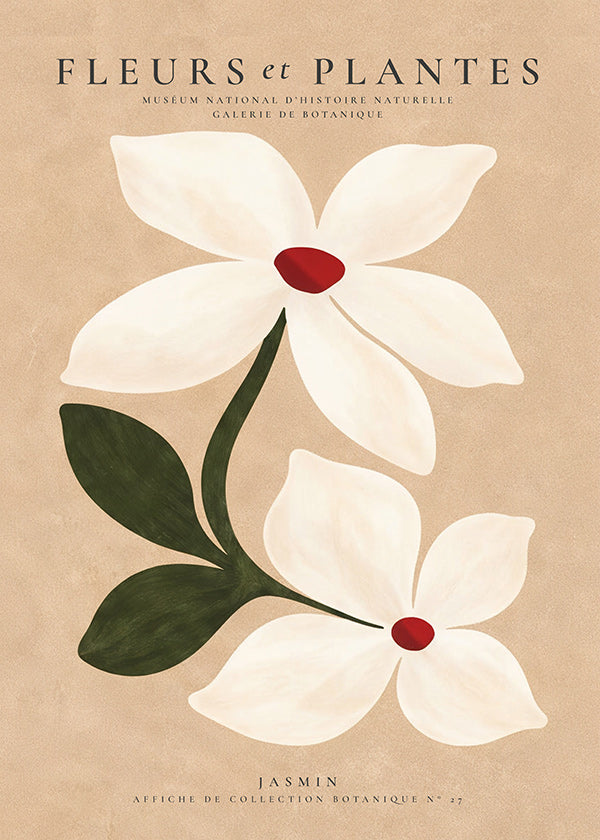 Stampa botanica di gelsomino su sfondo beige