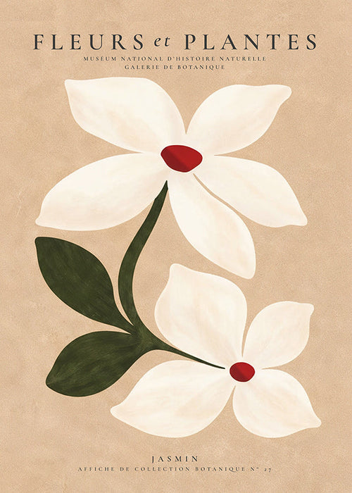 Stampa botanica di gelsomino su sfondo beige