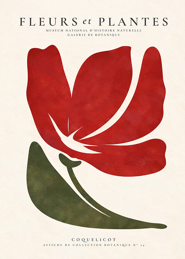 Stampa botanica con papavero rosso stilizzato
