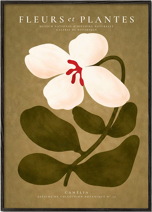 Stampa botanica: camelia bianca su sfondo oliva