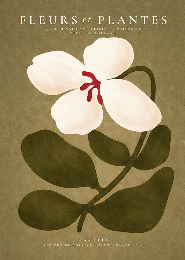 Stampa botanica: camelia bianca su sfondo oliva