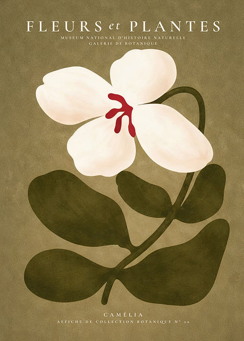 Stampa botanica: camelia bianca su sfondo oliva