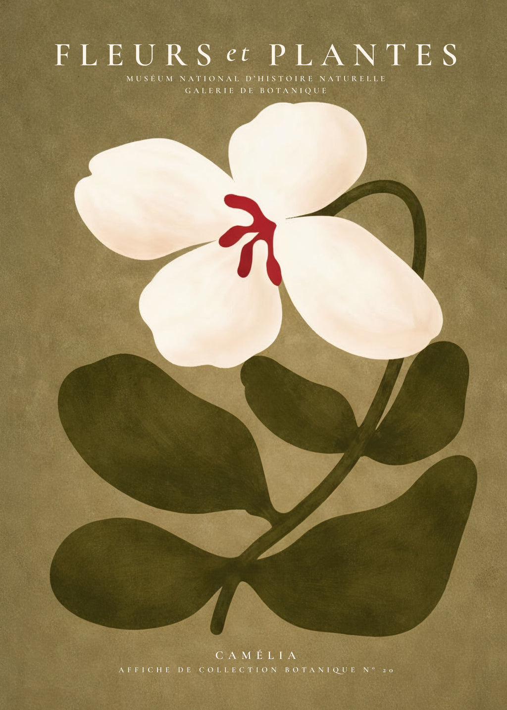 White Camellia - Unframed art print