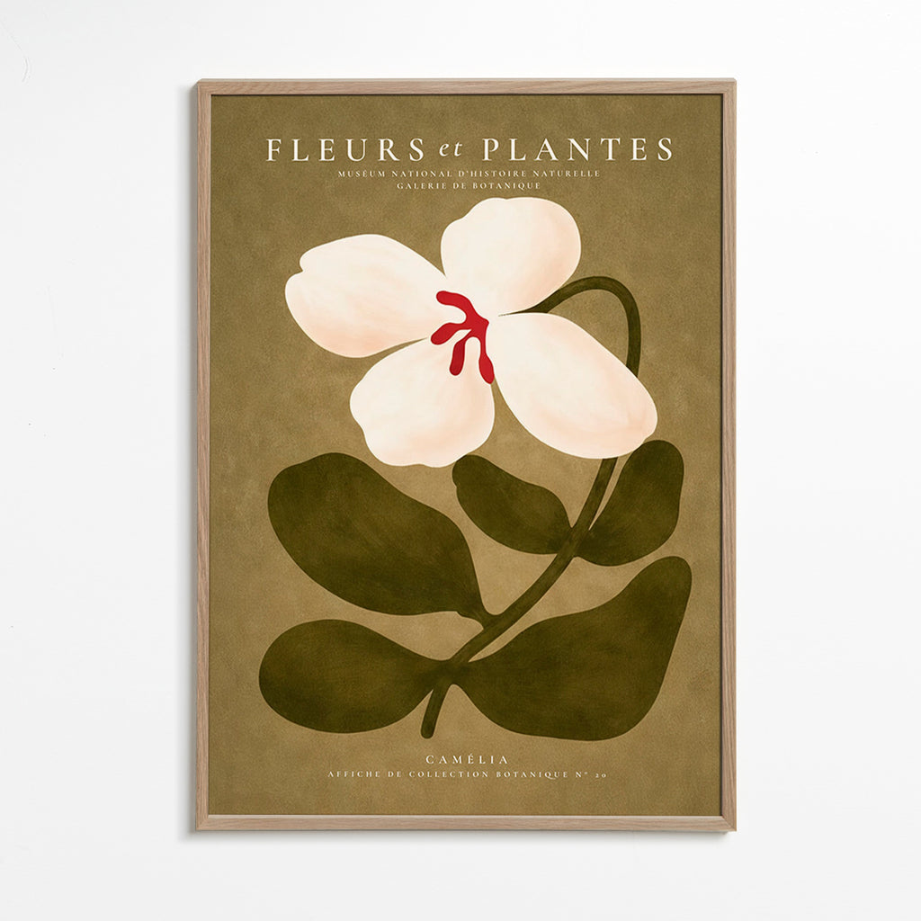 Stampa botanica: camelia bianca su sfondo oliva