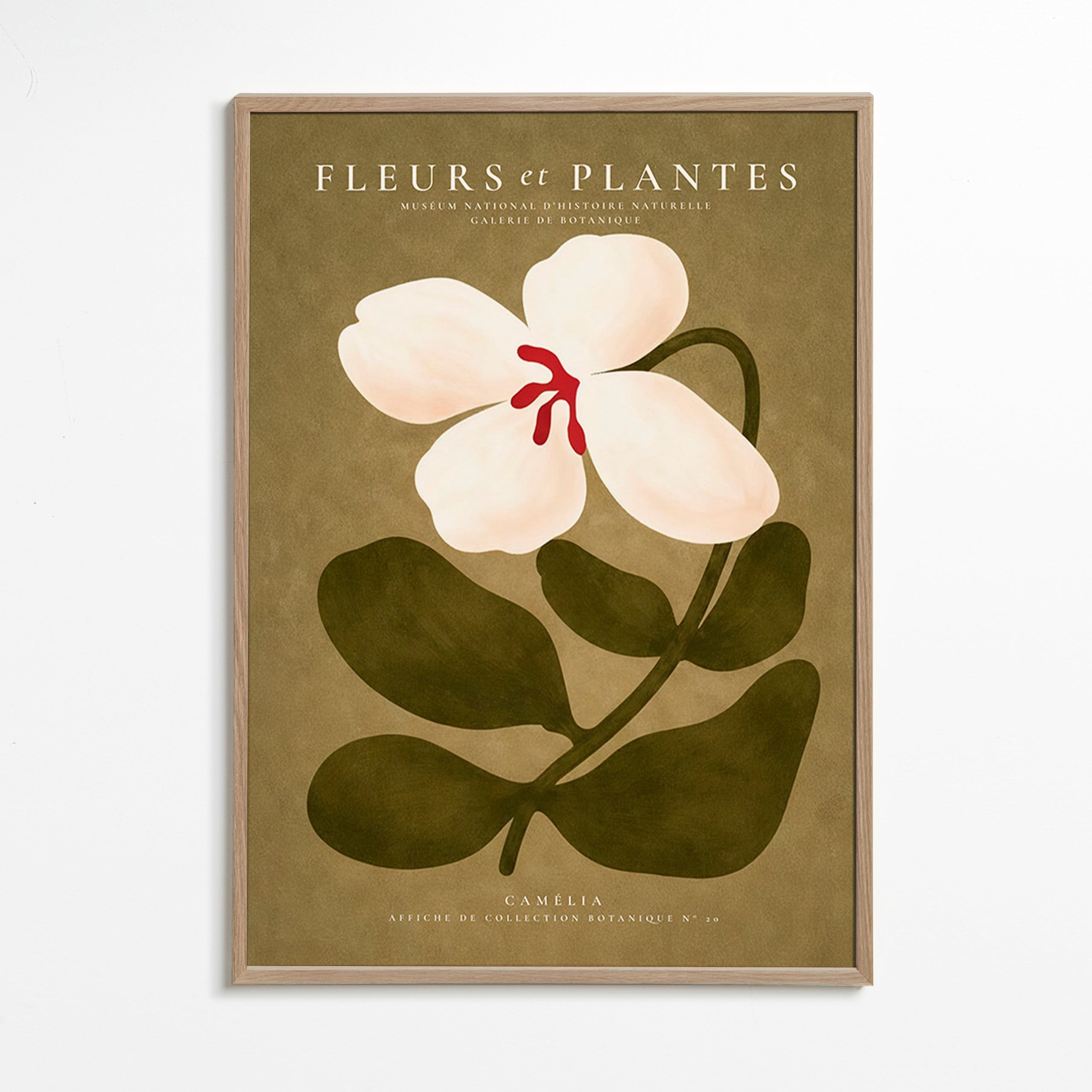 Stampa botanica: camelia bianca su sfondo oliva