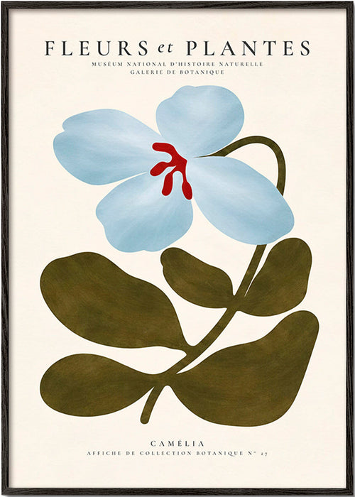 Stampa botanica Camelie blu