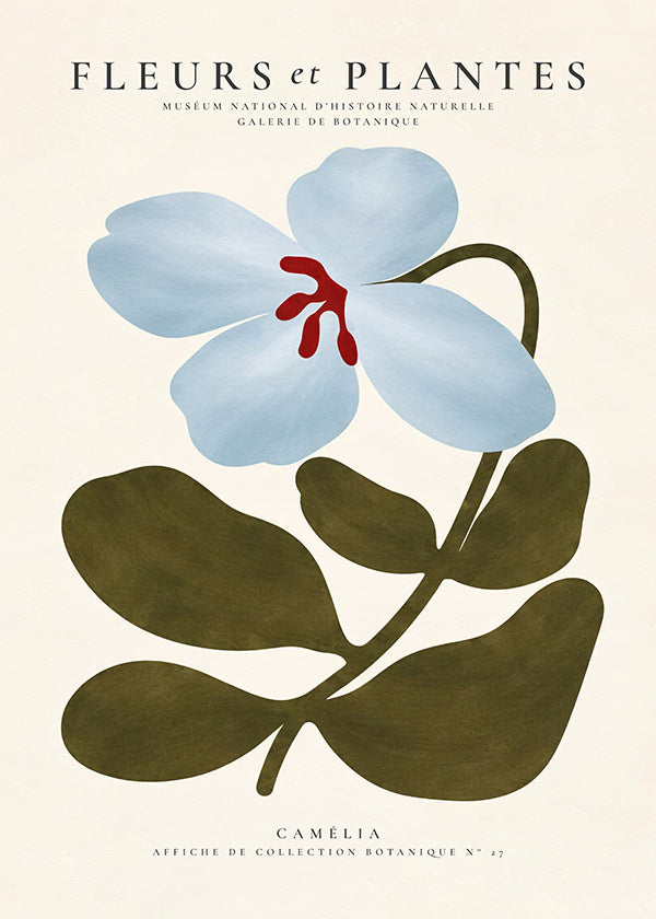 Stampa botanica Camelie blu