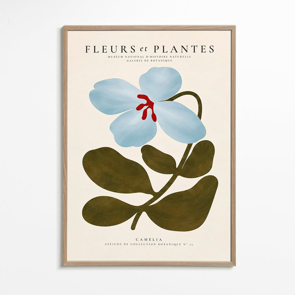 Stampa botanica Camelie blu