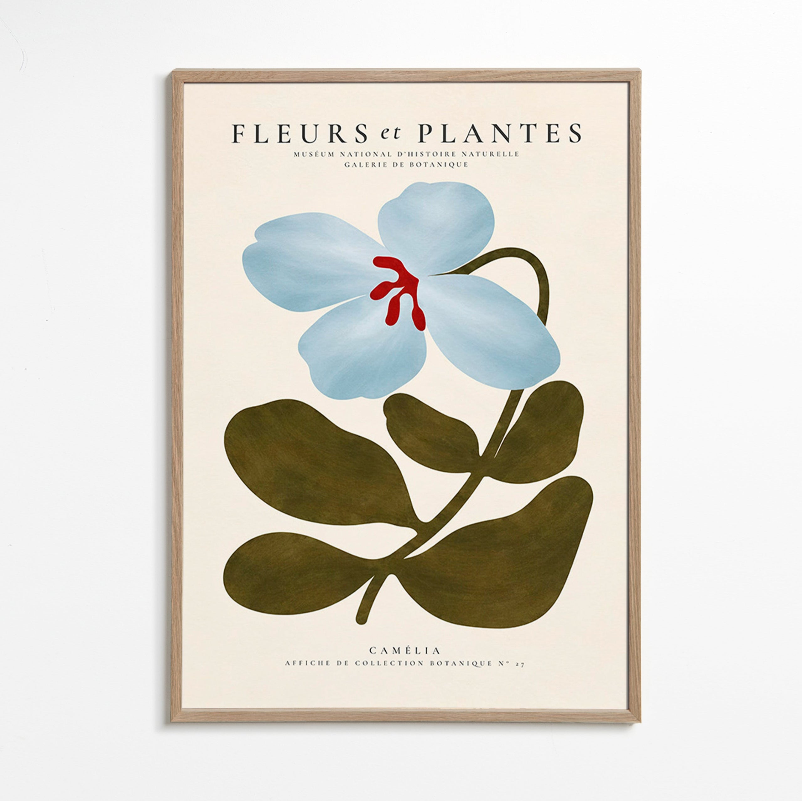 Stampa botanica Camelie blu