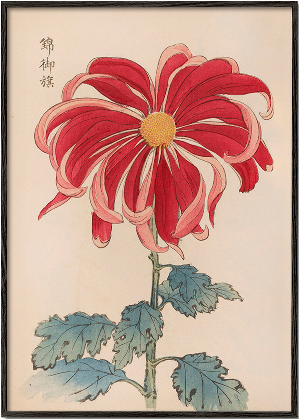 Stampa botanica crisantemo giapponese rosso