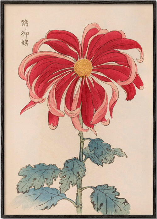 Stampa botanica crisantemo giapponese rosso