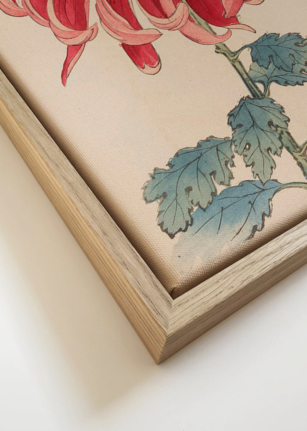 Stampa botanica crisantemo giapponese rosso