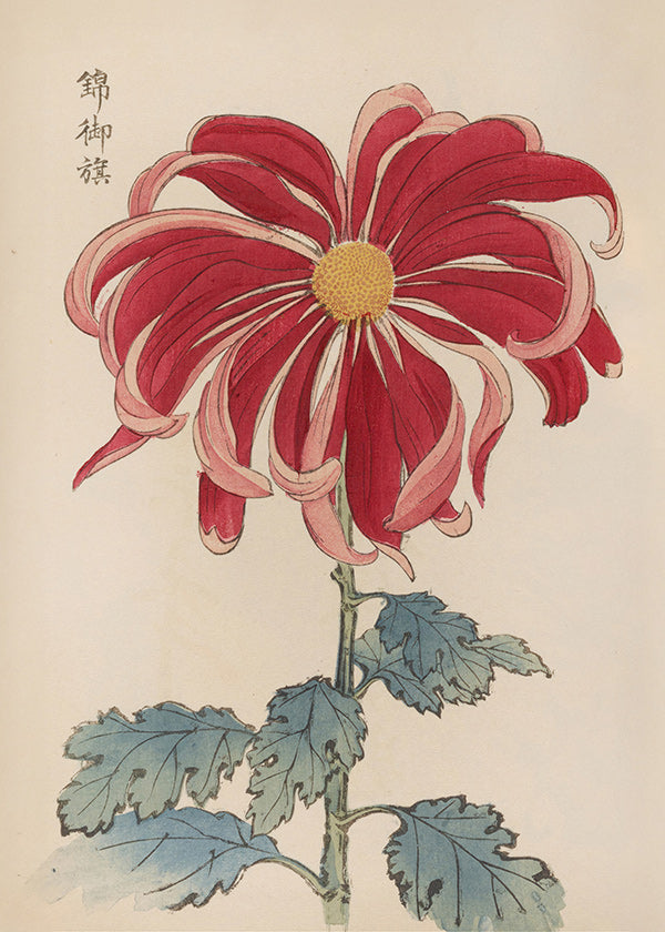 Stampa botanica crisantemo giapponese rosso