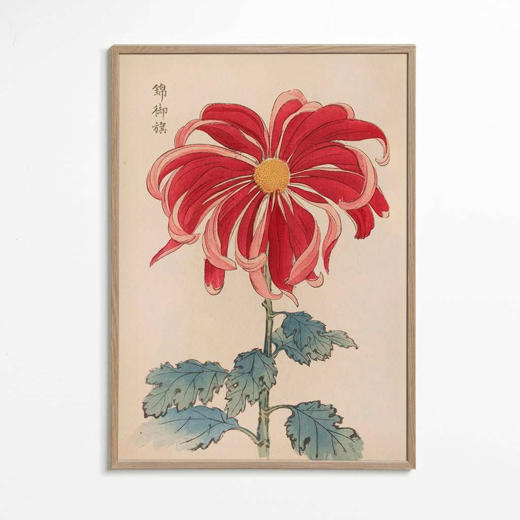 Stampa botanica crisantemo giapponese rosso
