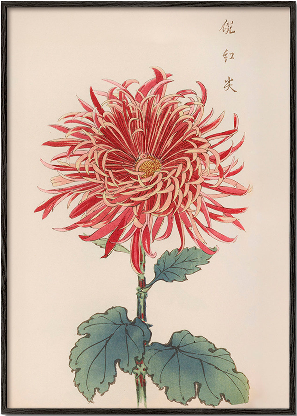 Stampa botanica crisantemo rosso dettagliato