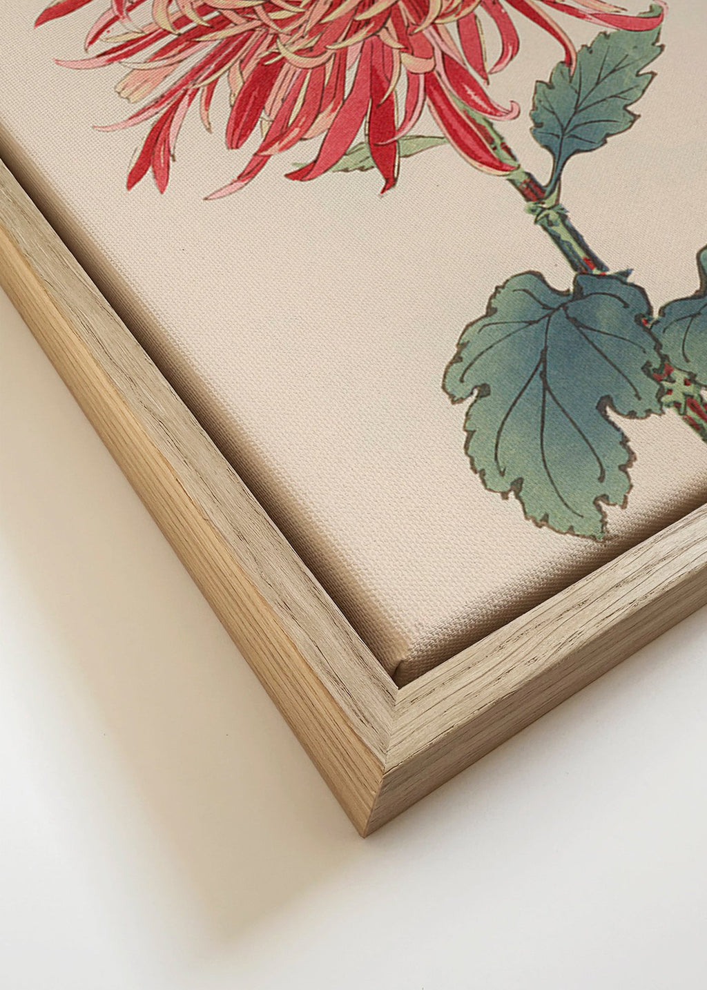 Stampa botanica crisantemo rosso dettagliato