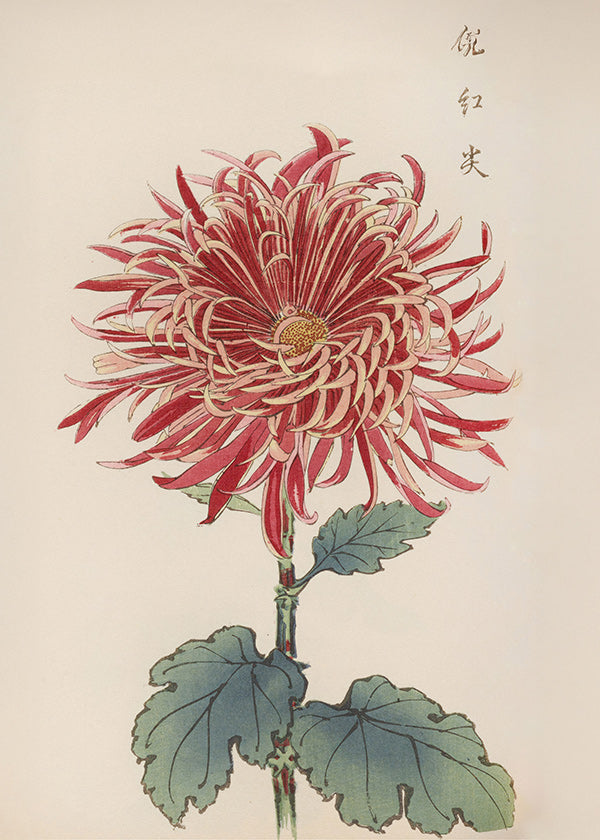 Stampa botanica crisantemo rosso dettagliato