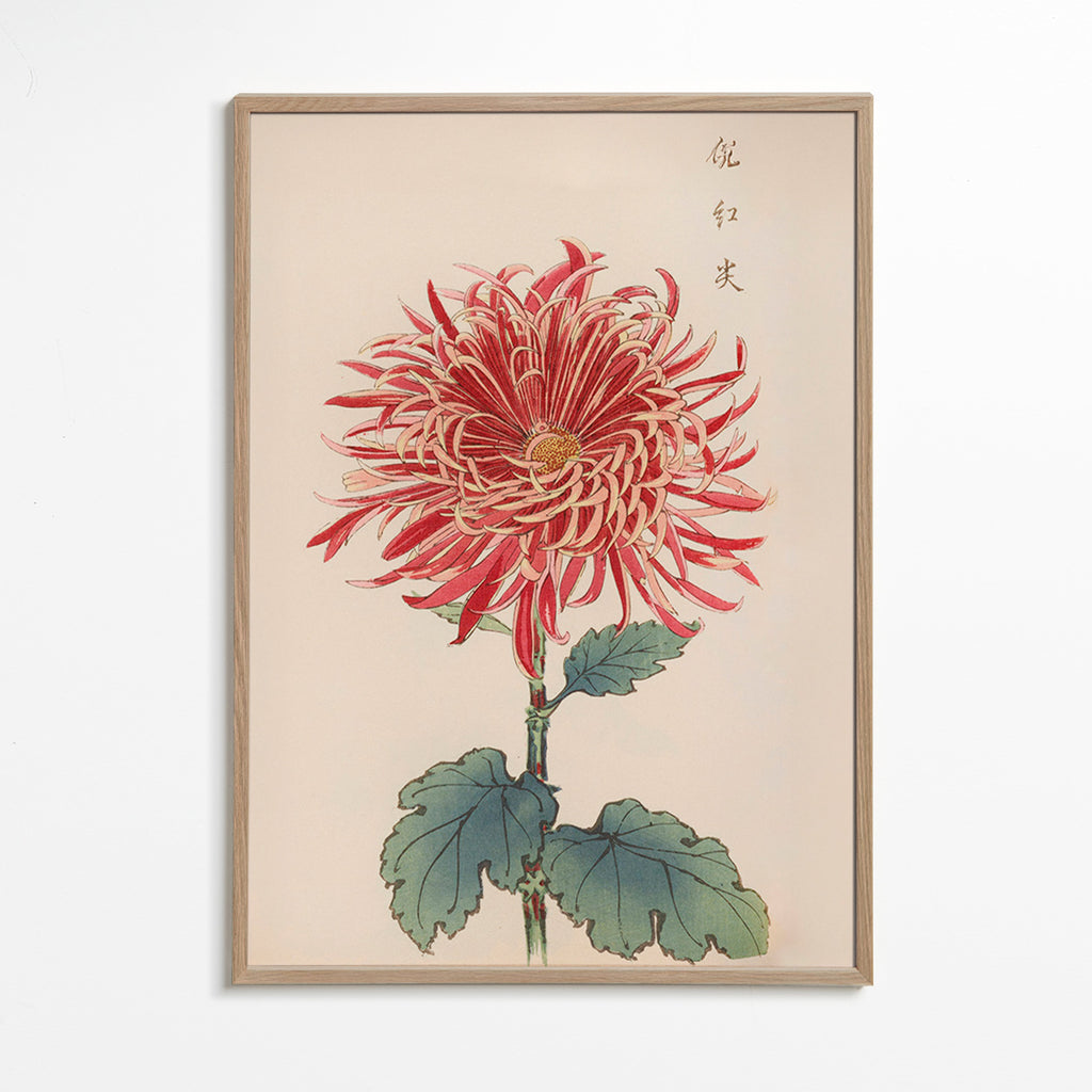 Stampa botanica crisantemo rosso dettagliato