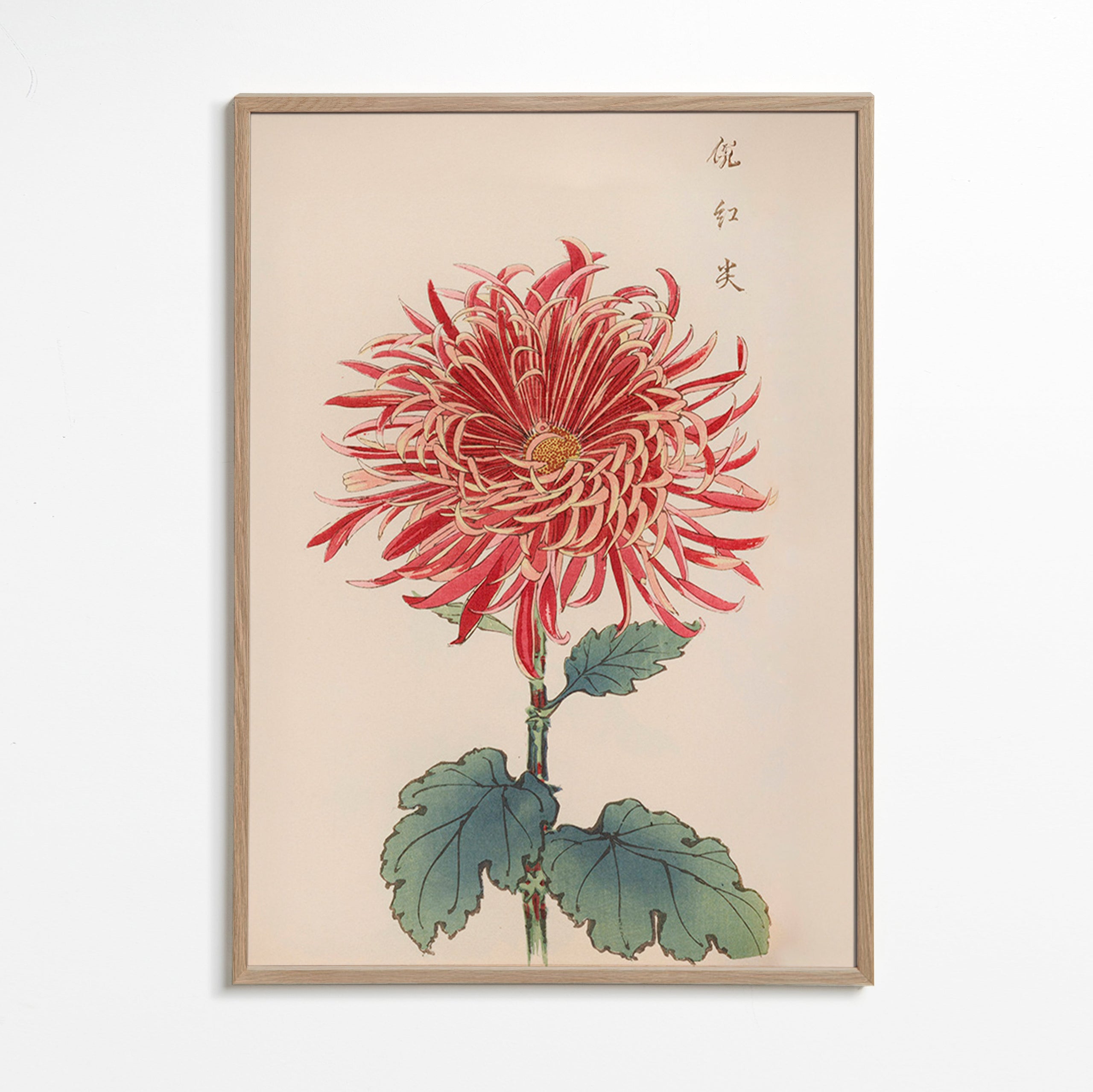 Stampa botanica crisantemo rosso dettagliato