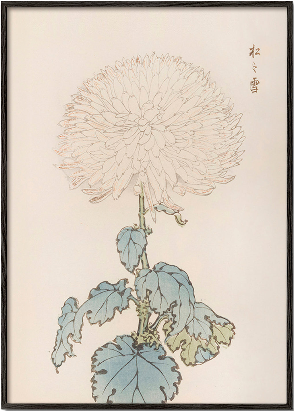 Stampa botanica: crisantemo giapponese dettagliato