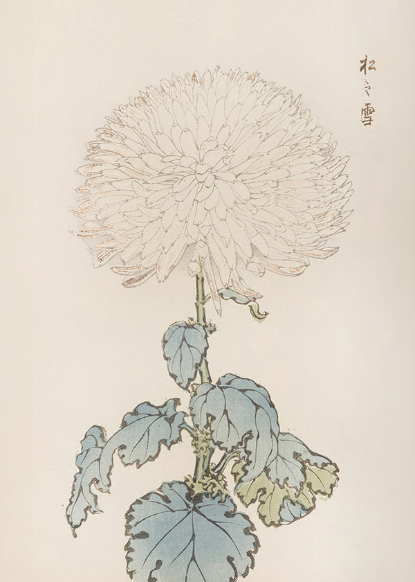 Stampa botanica: crisantemo giapponese dettagliato