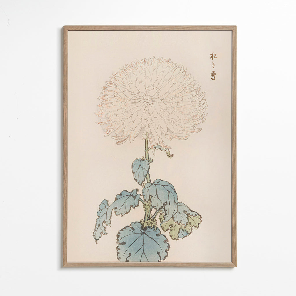 Stampa botanica: crisantemo giapponese dettagliato