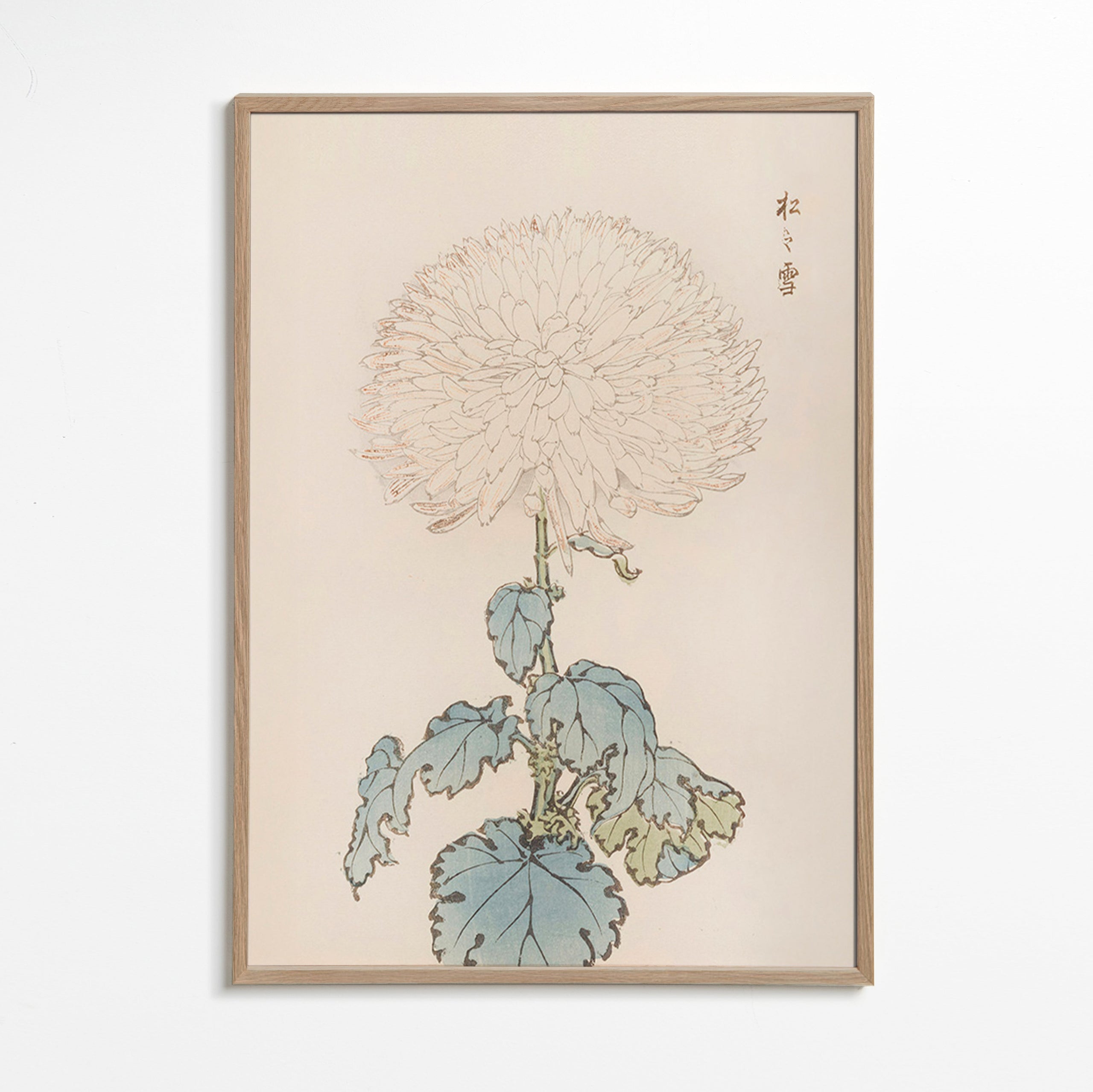 Stampa botanica: crisantemo giapponese dettagliato
