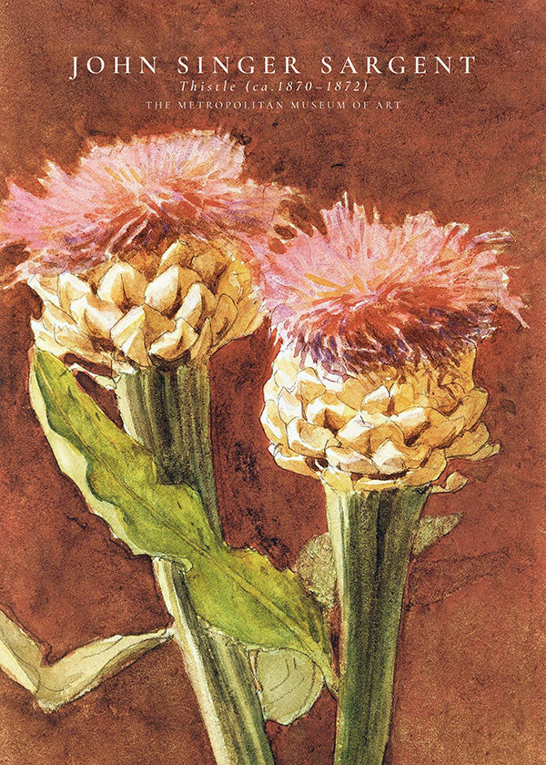 Stampa botanica con cardi rosa