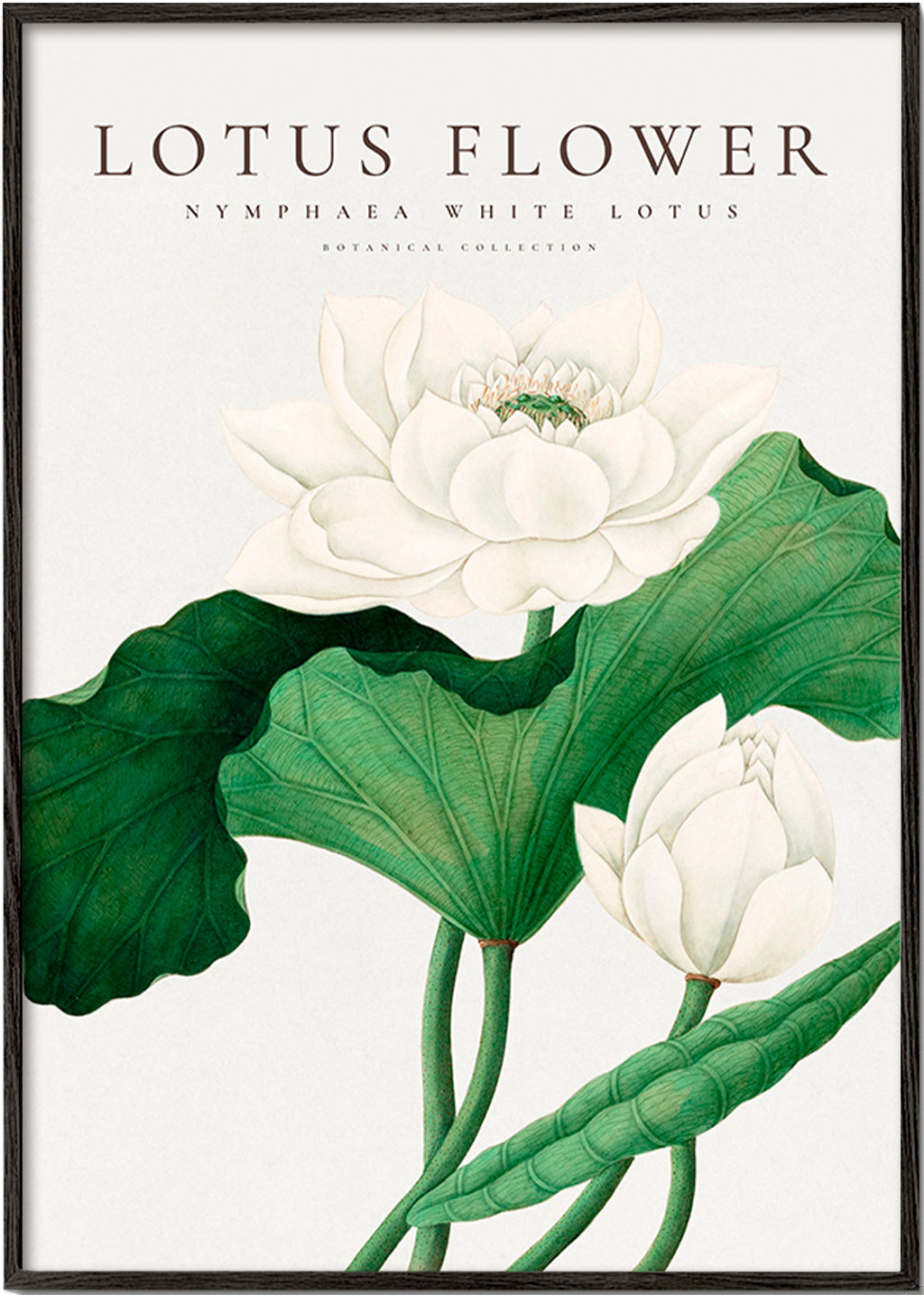 Stampa botanica Fiore di loto bianco studio