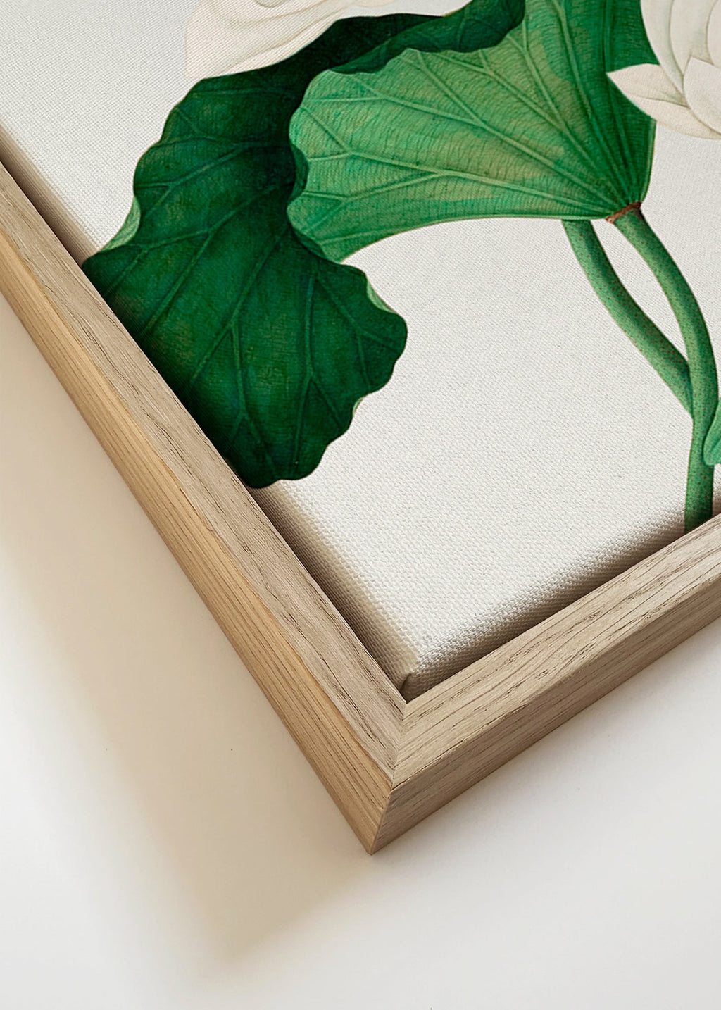 Stampa botanica Fiore di loto bianco studio
