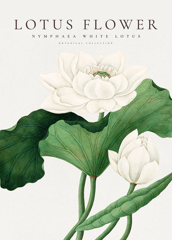 Stampa botanica Fiore di loto bianco studio