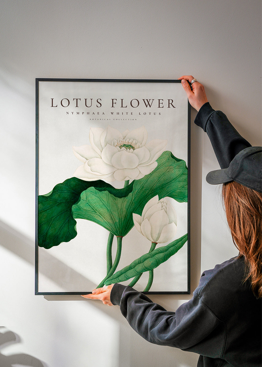 Stampa botanica Fiore di loto bianco studio