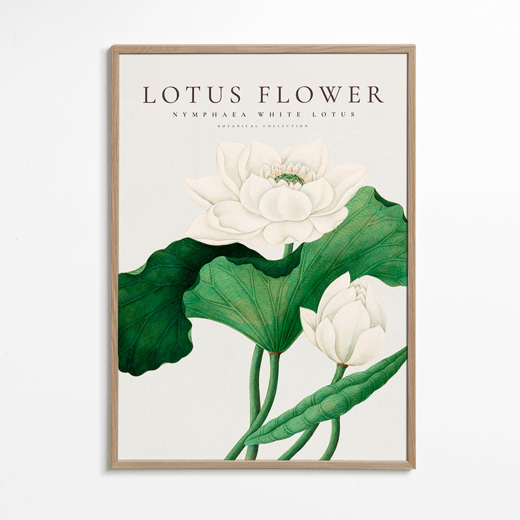 Stampa botanica Fiore di loto bianco studio