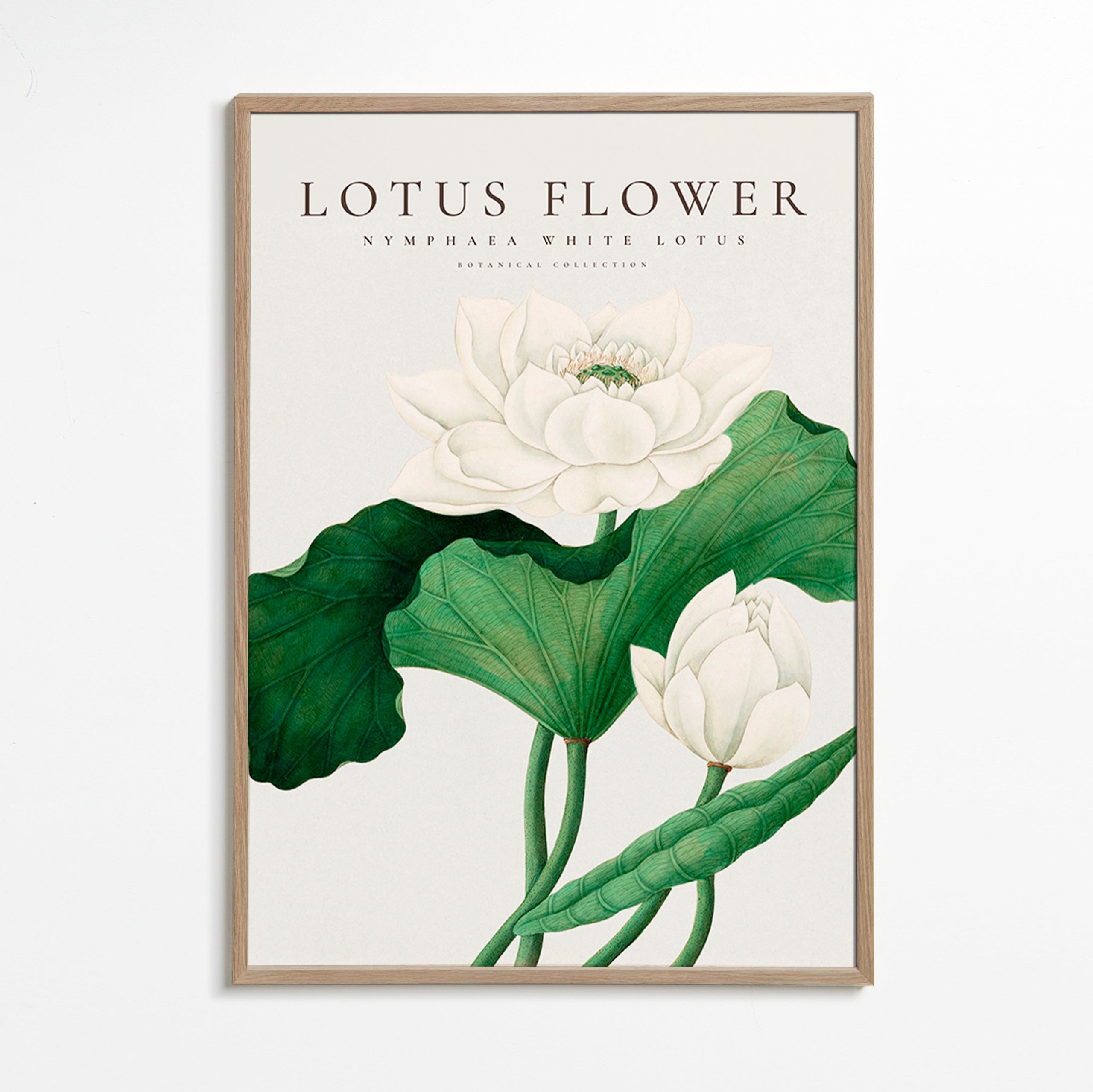 Stampa botanica Fiore di loto bianco studio