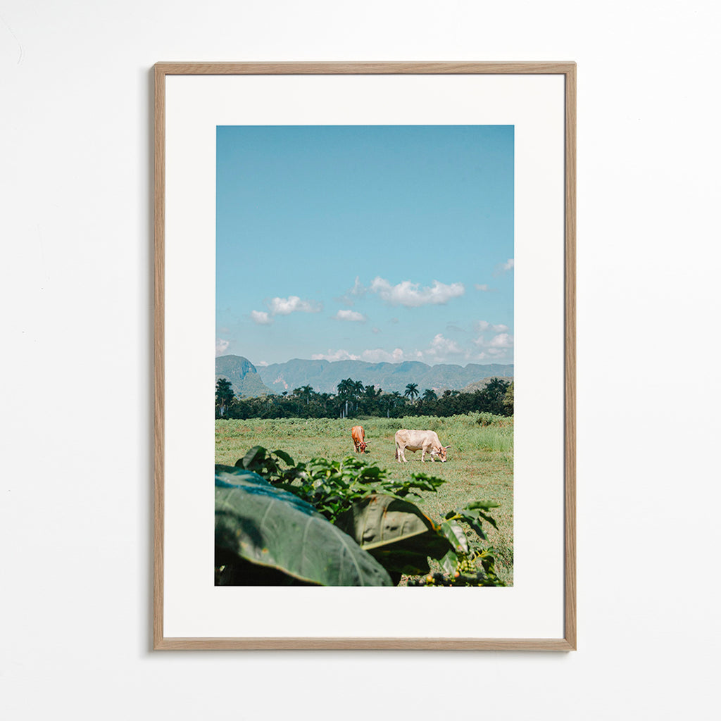Arte paesaggistica: campo con mucche e cielo ampio