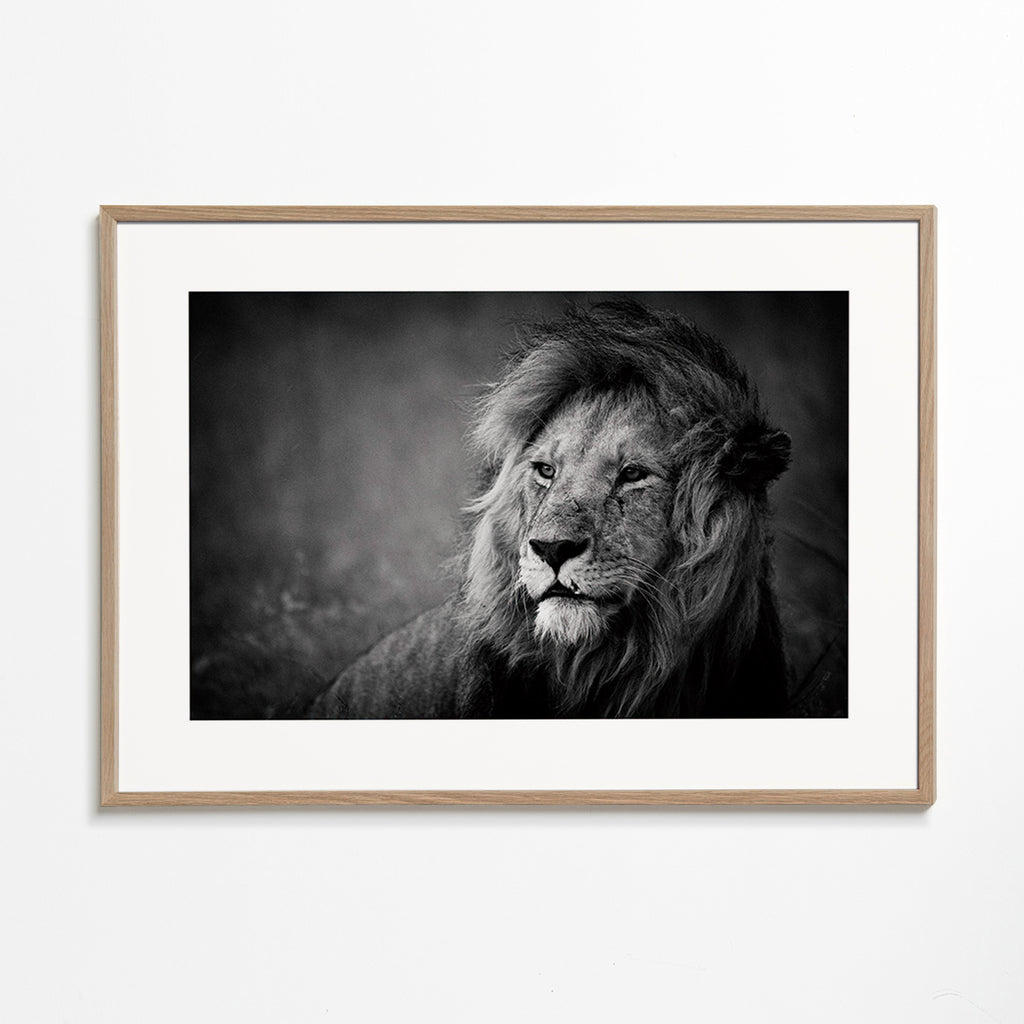 Cuadro león en retrato cinematográfico – Oak Frame