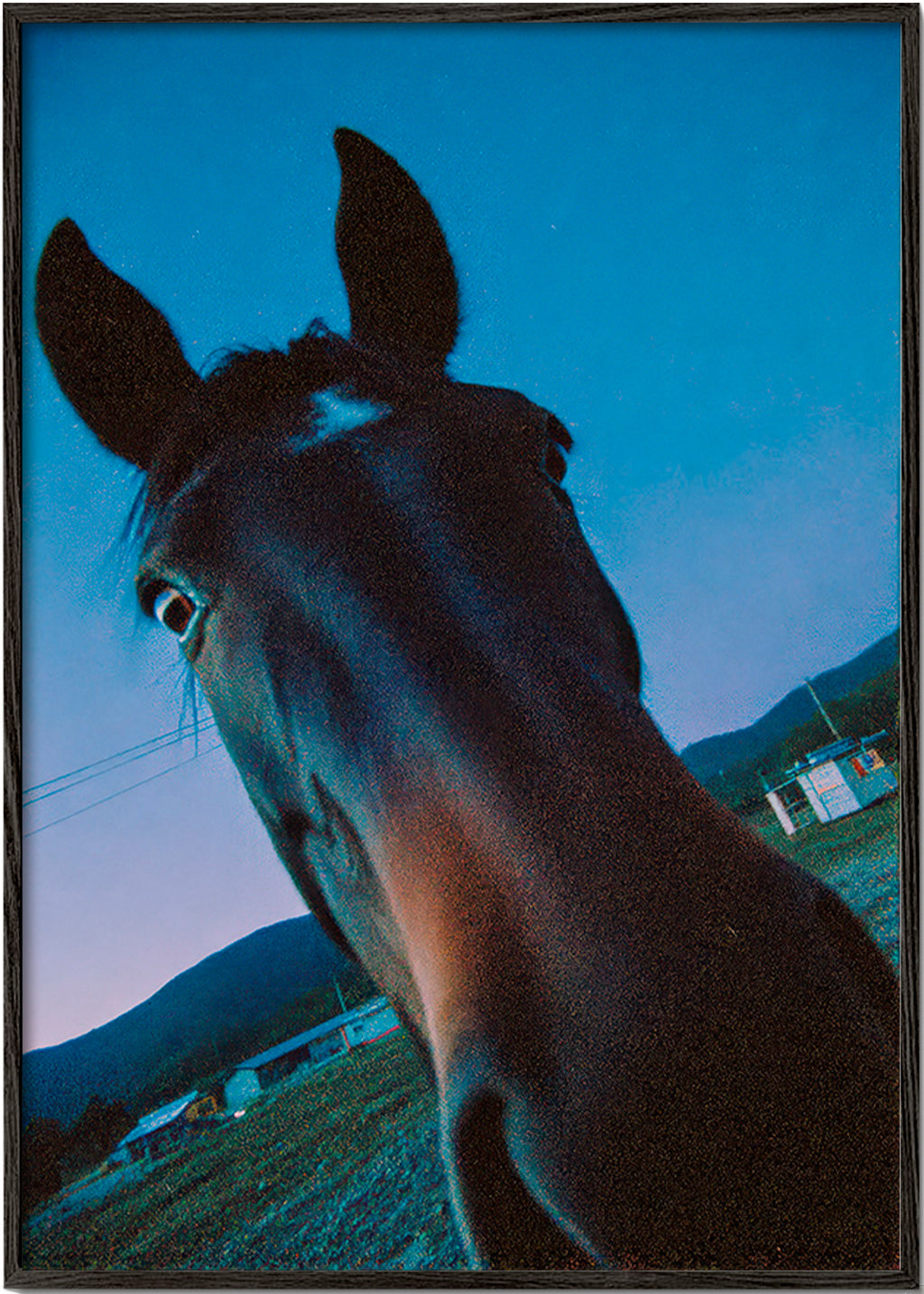 Opera cavallo primo piano al crepuscolo