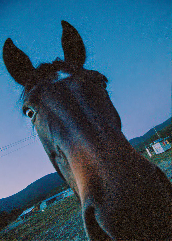 Opera cavallo primo piano al crepuscolo