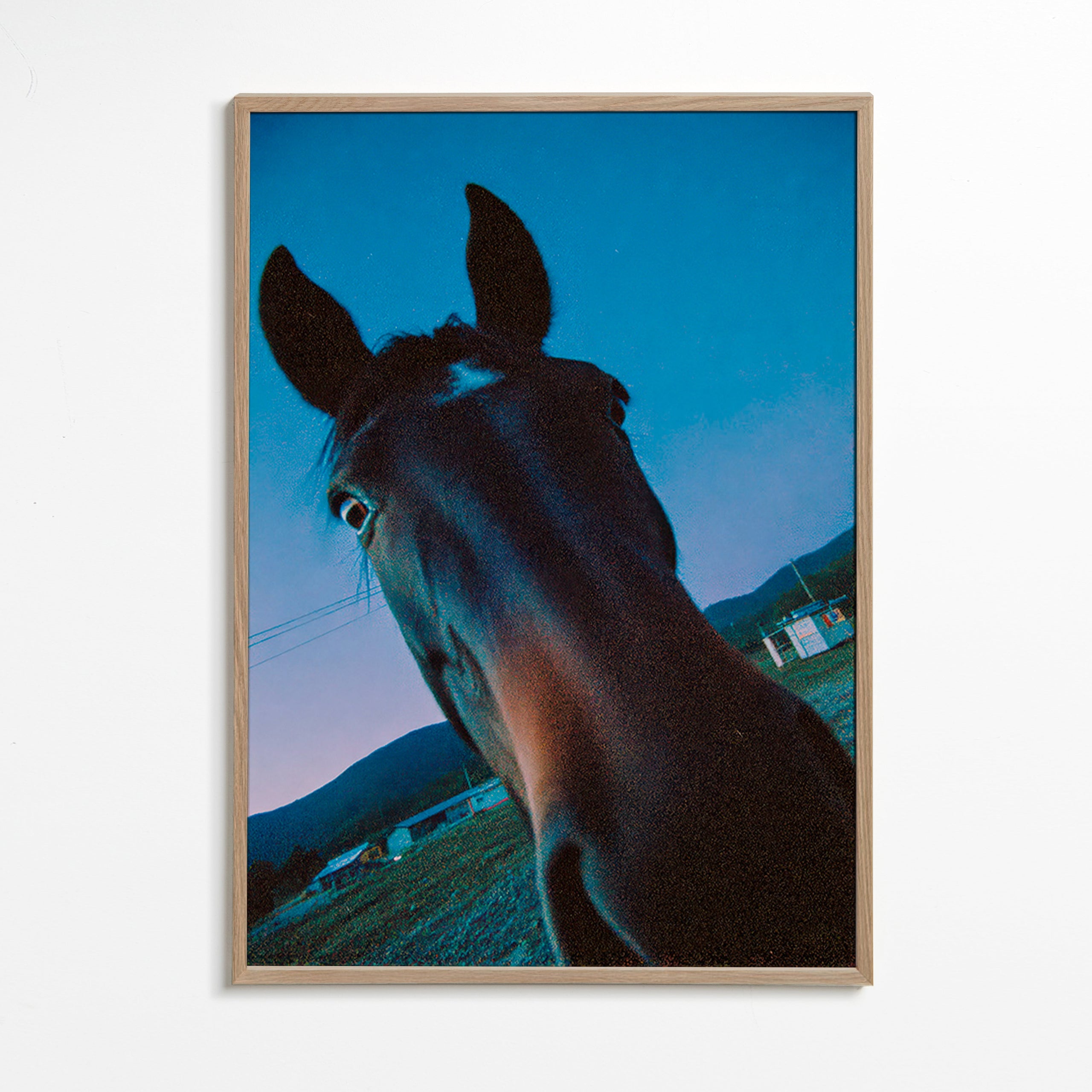 Opera cavallo primo piano al crepuscolo