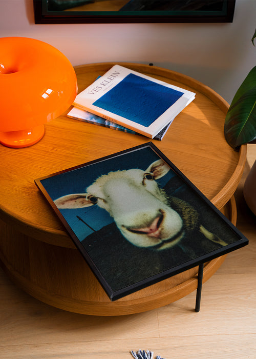 Curious Sheep - Framed poster in an interior