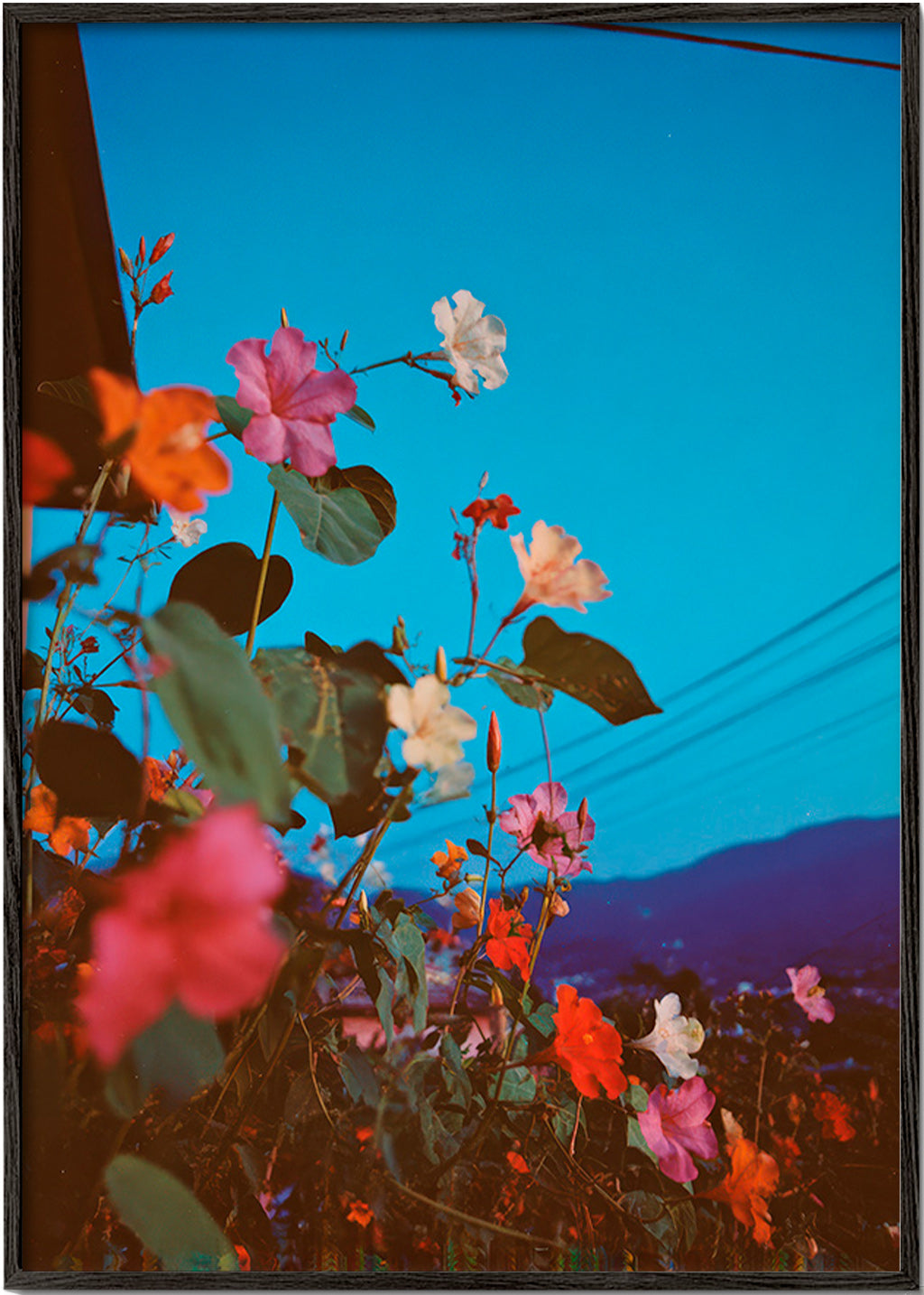 Stampa botanica: bougainvillea al crepuscolo