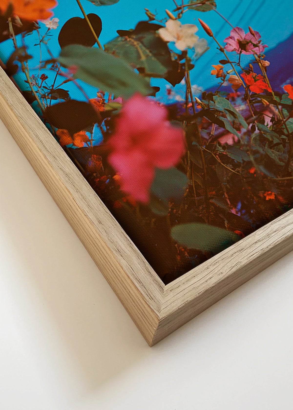 Stampa botanica: bougainvillea al crepuscolo