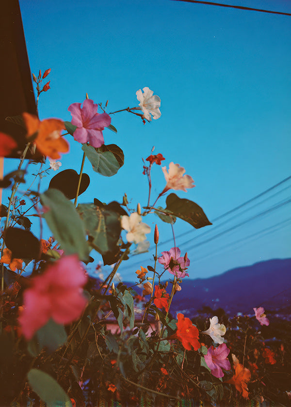 Stampa botanica: bougainvillea al crepuscolo