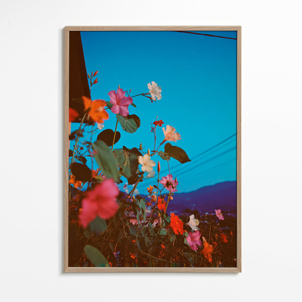 Stampa botanica: bougainvillea al crepuscolo
