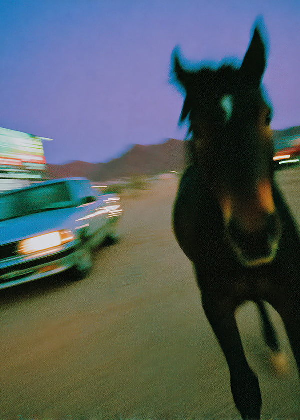 Opera cavallo in movimento al crepuscolo