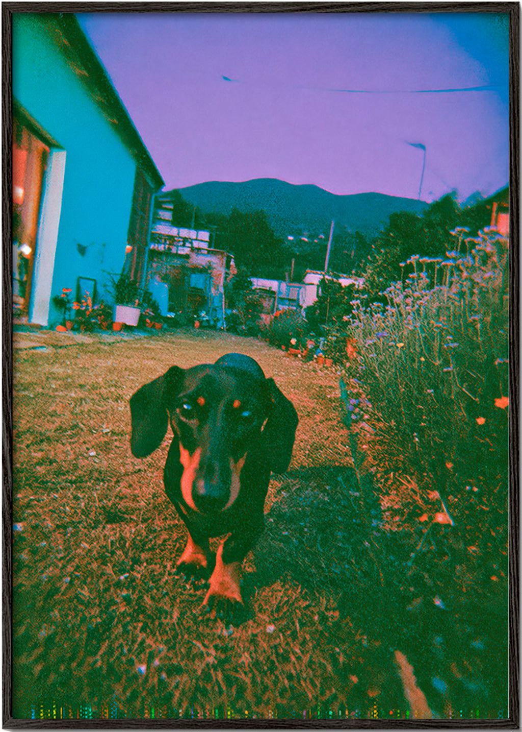 Fotografia cane al crepuscolo