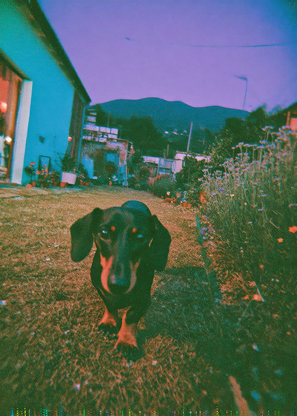 Fotografia cane al crepuscolo