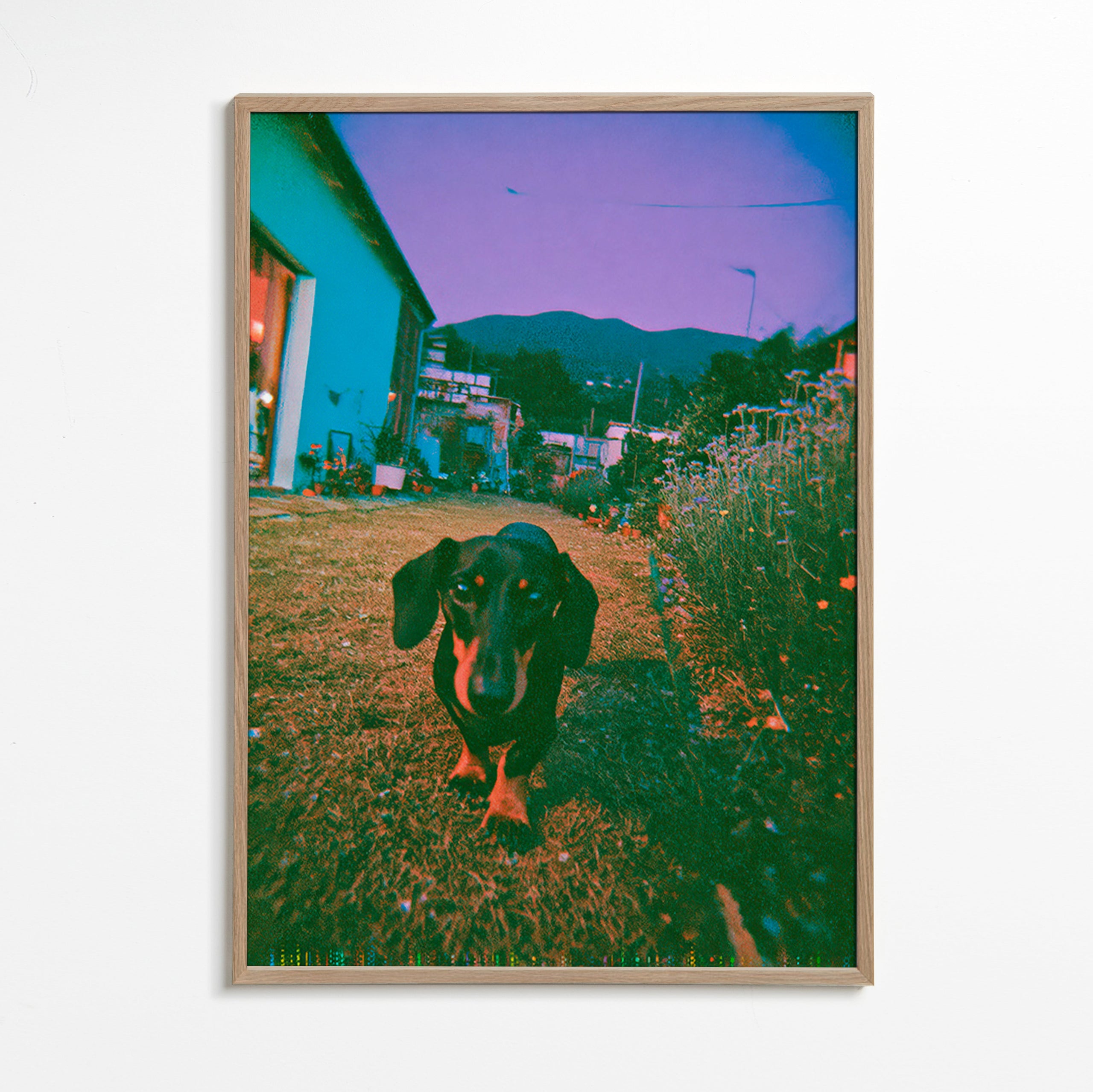 Fotografia cane al crepuscolo